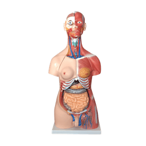 Torso Muscular Unissex 85CM 30 Partes