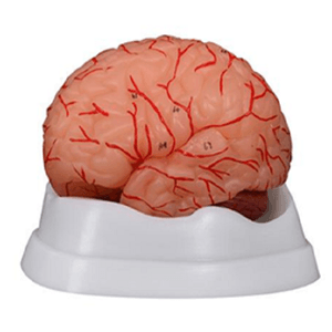 Modelo Dissecção do Cérebro Humano com Artérias (9 peças)