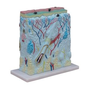 Modelo Estrutura da Pele Humana - (Aumentado)