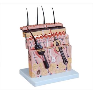 Modelo do Secção da Pele Humana