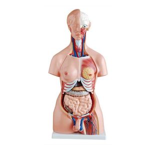 Torso de 45cm, Bissexual com Coluna Exposta, em 23 Partes