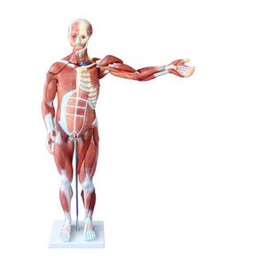 Modelo de Músculo Humano Masculino80 cm (27 peças)