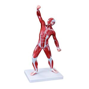 Modelo de Músculo humano masculino de 50 cm -1 und