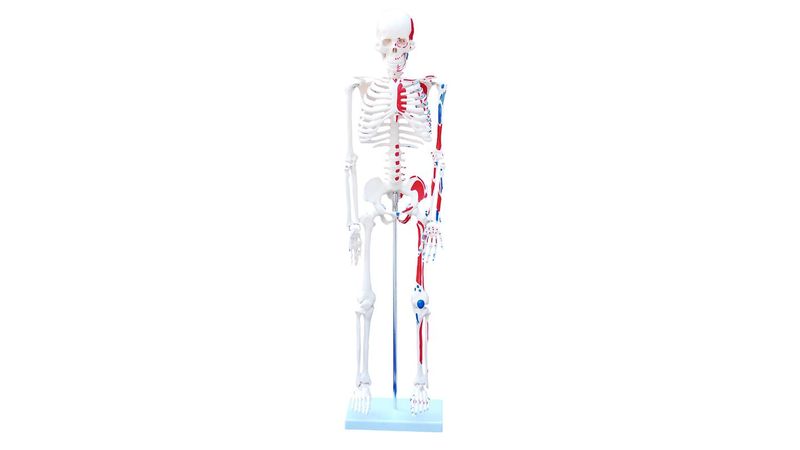Modelo Esqueleto Humano com Músculos (Pintado) - 85cm