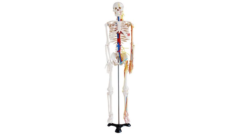 Modelo Esqueleto Humano com Nervos e Vasos Sanguíneos - 85cm