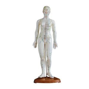 Modelo para Treinamento/Ensino de Acupultura 48cm ,Feminino