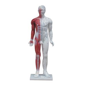Modelo Simulador para Acupuntura Deluxe 84CM