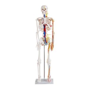 Modelo Esqueleto Humano com Nervos e Vasos Sanguíneos - 85cm