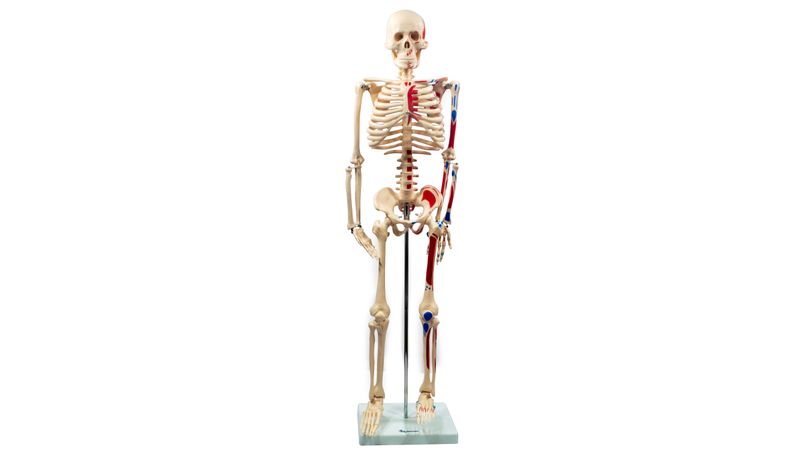 Esqueleto Escolar de 85 cm