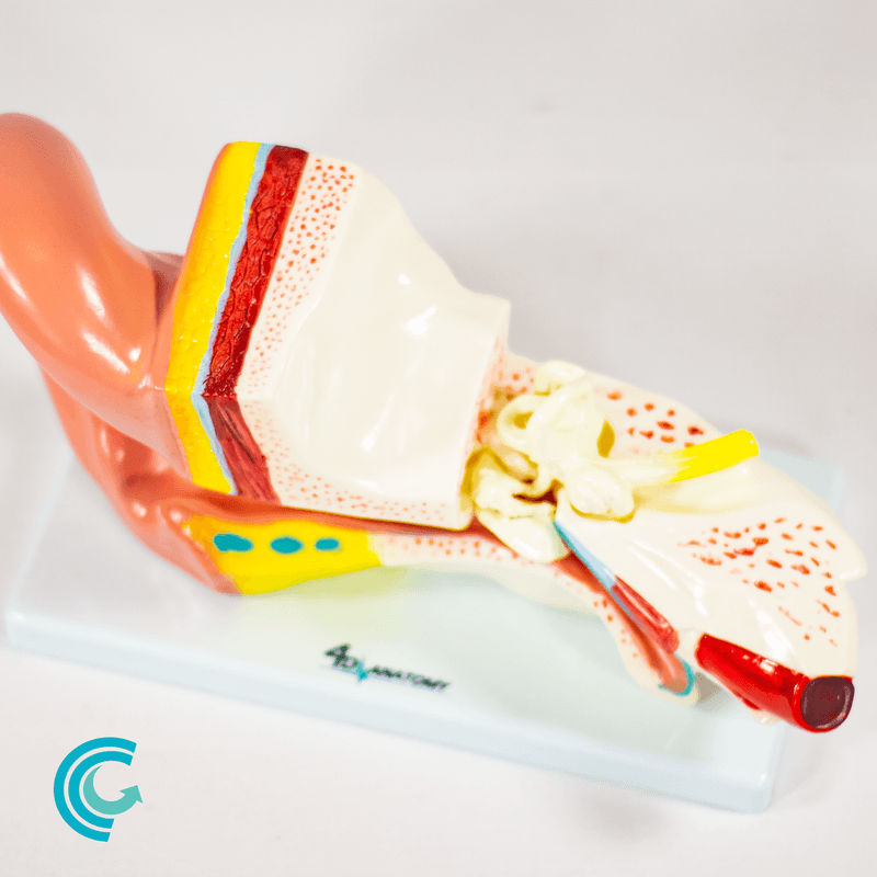 imagem-4d-303b-16