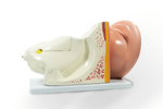 imagem-4d-303b-21