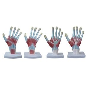 Modelo Anatomia Palma da Mão