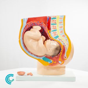 Modelo Seção da Pelve Humana Feminina - 4 partes