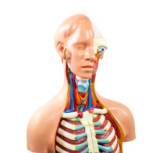 Modelo de Torso 85cm, Assexuado - 20 peças