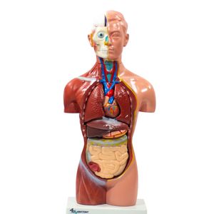 Modelo de Torso 42 cm ,assexuado -18 peças