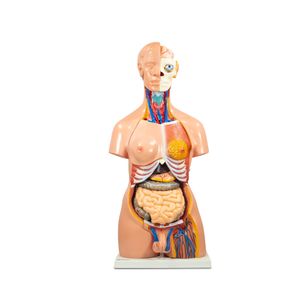 Modelo de Torso 85cm, Unissex - 40 peças