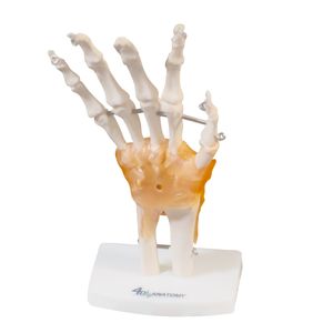 Articulação da Mão C/ Ligamentos