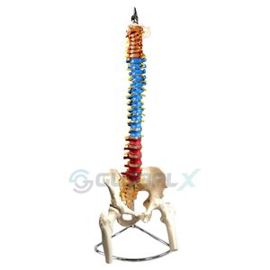 Coluna Vertebral Colorida, em Tamanho Natural