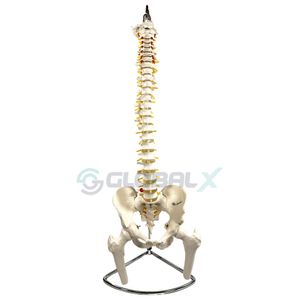 Modelo da Coluna Vertebral Humana com Pelve e Fêmur