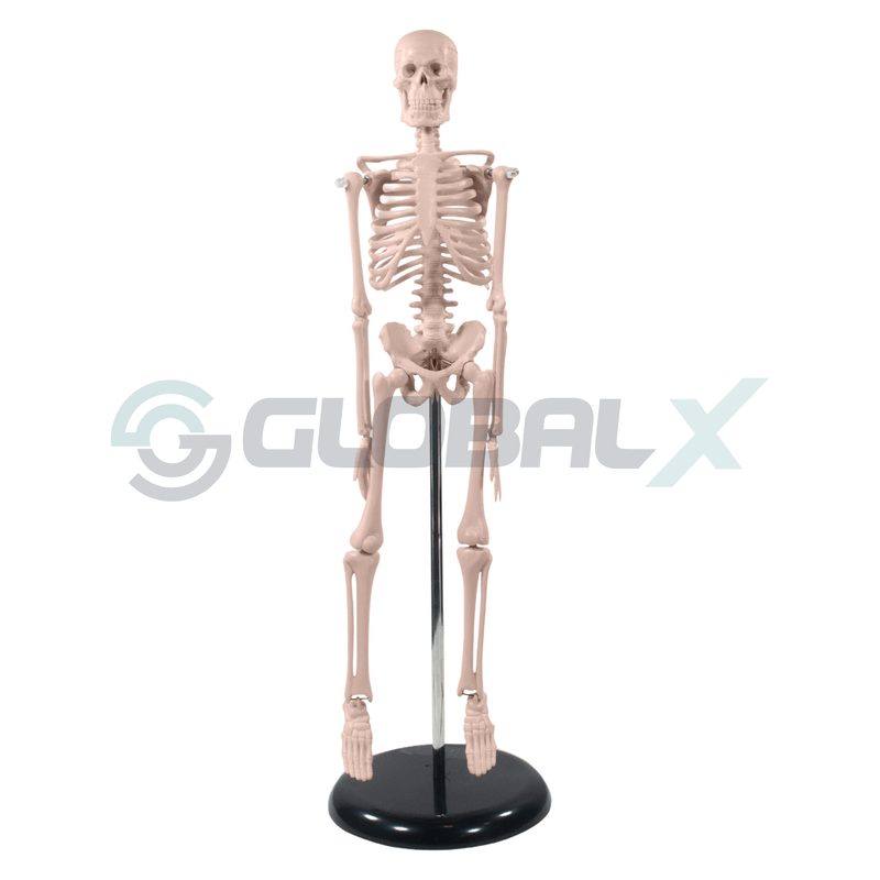 1-esqueleto-humano-85cm-4d-anatomy-plastico-pvc-frontal-amostra.png