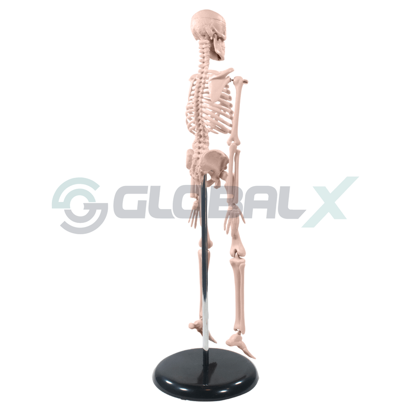 3-esqueleto-humano-85cm-4d-anatomy-plastico-pvc-34-traseiro-amostra.png
