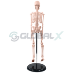 4-esqueleto-humano-85cm-4d-anatomy-plastico-pvc-costas-amostra.png