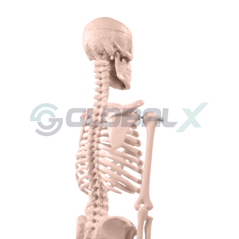 6-esqueleto-humano-85cm-4d-anatomy-plastico-pvc-34-traseiro-perto.png