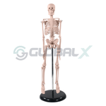 1-esqueleto-humano-45cm-4d-anatomy-plastico-pvc-frontal-amostra.png