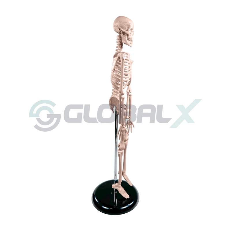 2-esqueleto-humano-45cm-4d-anatomy-plastico-pvc-lateral-amostra.png