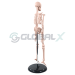 3-esqueleto-humano-45cm-4d-anatomy-plastico-pvc-34-traseiro-amostra.png