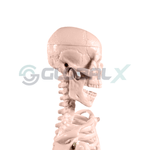 5-esqueleto-humano-45cm-4d-anatomy-plastico-pvc-craneo-amostra.png