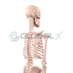 6-esqueleto-humano-45cm-4d-anatomy-plastico-pvc-34-traseiro-perto.png